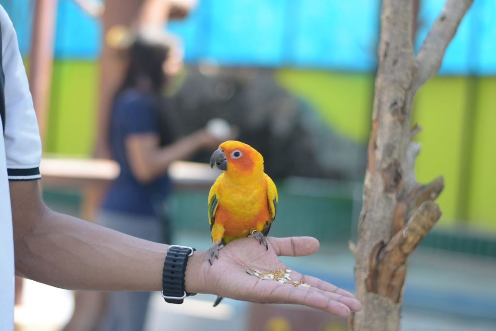 Water park ranchi Bird Park wild waadi ranchi