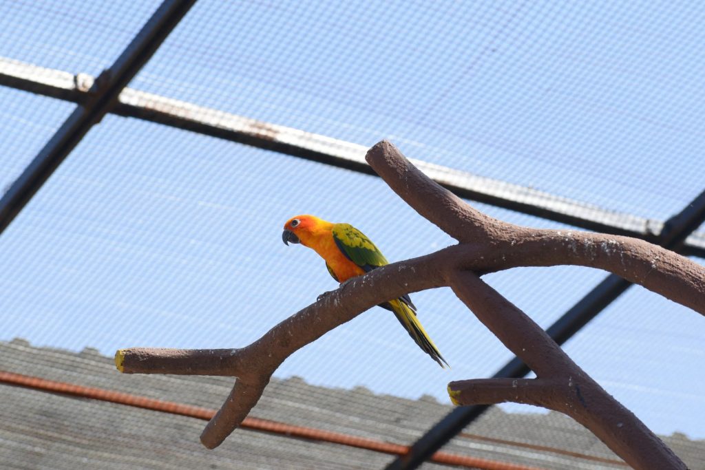 Water park ranchi Bird Park wild waadi ranchi