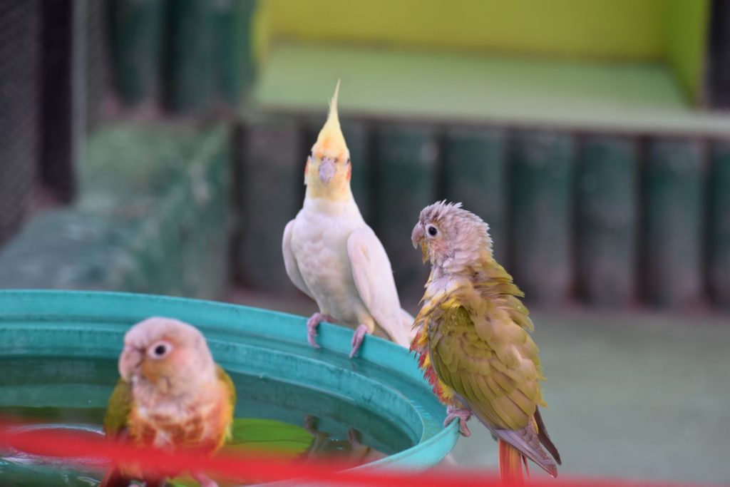 Water park ranchi Bird Park wild waadi ranchi