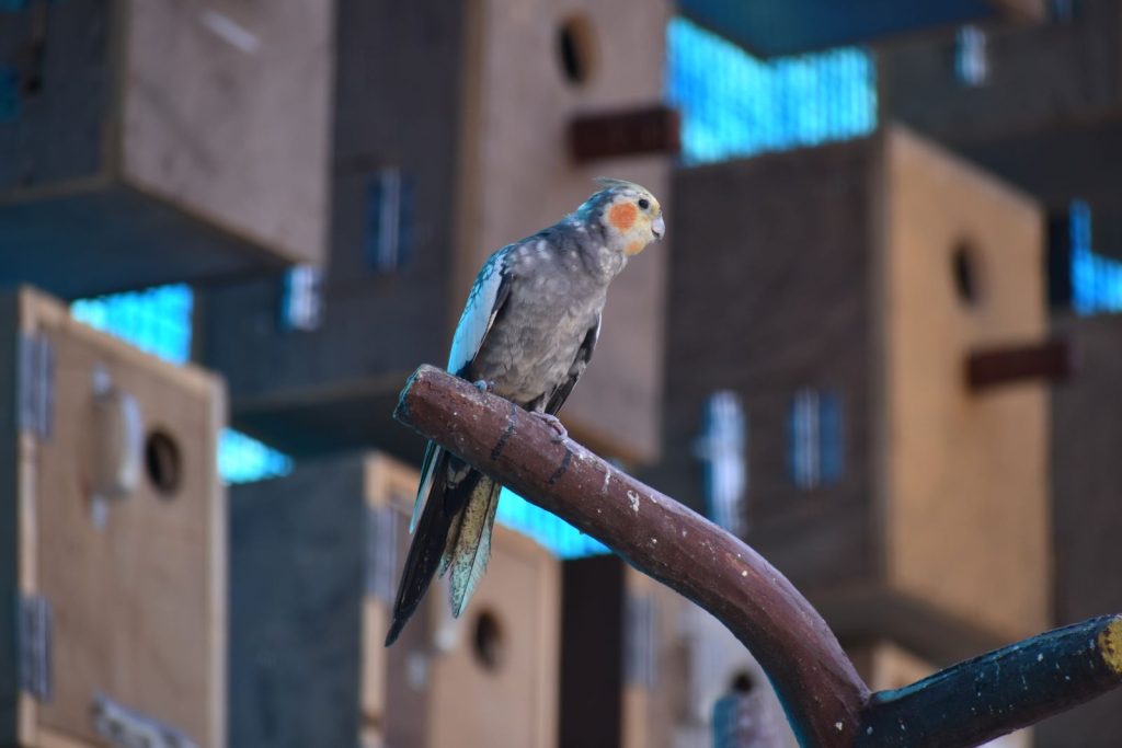 Water park ranchi Bird Park wild waadi ranchi