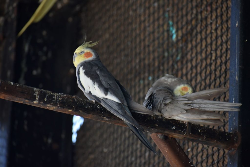 Water park ranchi Bird Park wild waadi ranchi